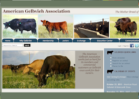 American Gelbvieh Association