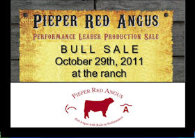 Pieper Red Angus